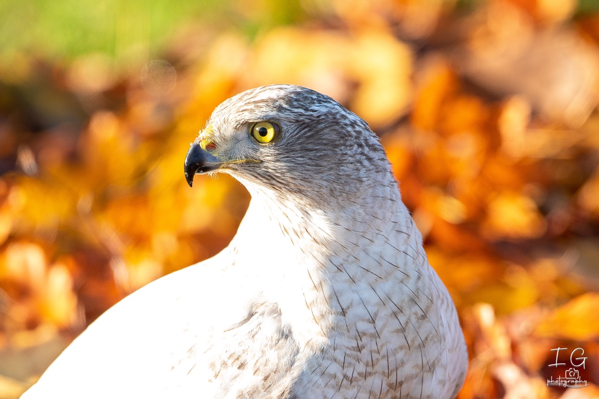  5D40099 21 november 2021 1247 46